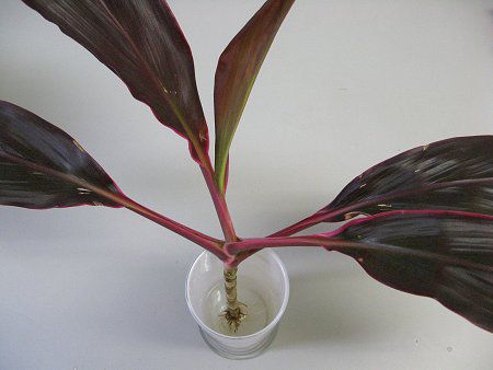 コルディリネ テルミナリス アイチアカ Cordyline Terminalis 愛知赤 かぎけんweb