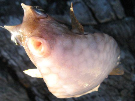 ウミスズメ 海雀 かぎけんweb