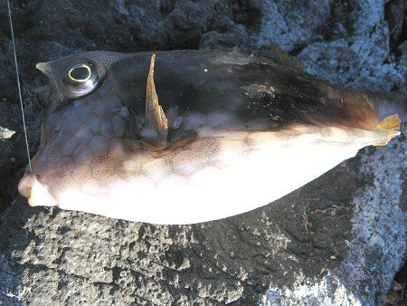 ウミスズメ 海雀 かぎけんweb