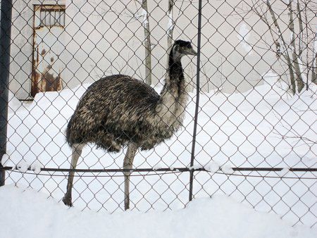 エミュー Emu ダチョウに似た大きな鳥 かぎけんweb