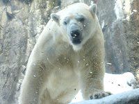 【即購入ok!!】旭山動物園開園 50周年記念 限定1000体フィギュア 新品 旭山動物園公式グッズ どうぶつえんにっき