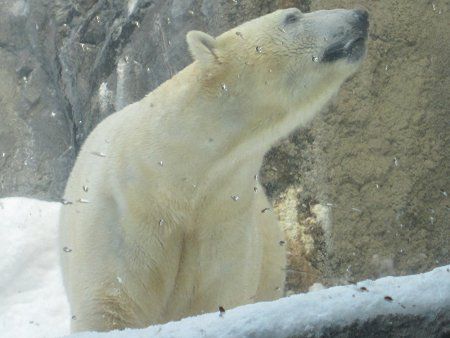 シロクマ 白熊 かぎけんweb