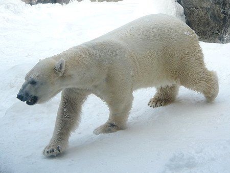 シロクマ 白熊 かぎけんweb