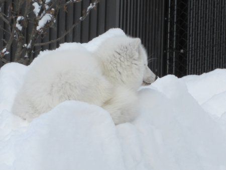 旭山動物園｢ホッキョクギツネ（北極狐）｣