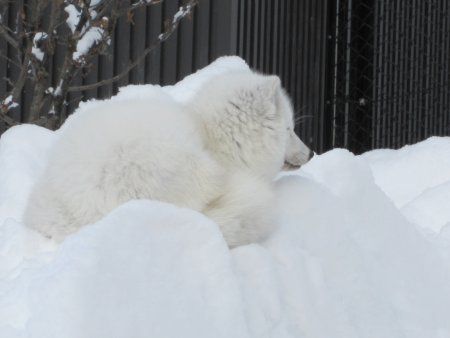 旭山動物園 ホッキョクギツネ 北極狐