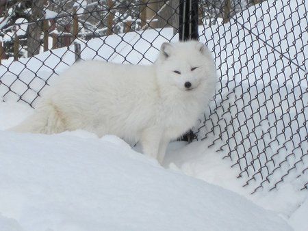 旭山動物園 ホッキョクギツネ 北極狐