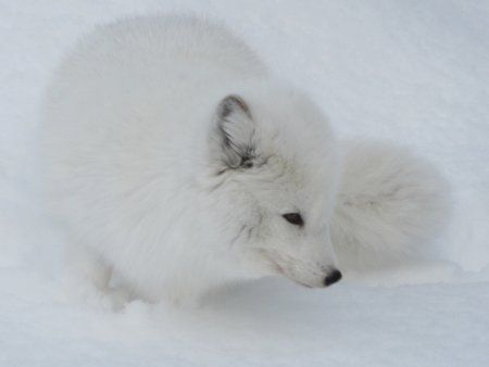 旭山動物園 ホッキョクギツネ 北極狐