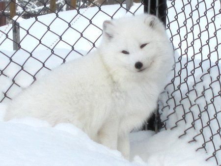 ホッキョクギツネ 北極狐 かぎけんweb