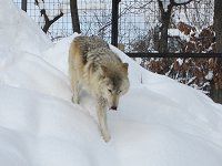 シンリンオオカミ 森林狼 日本狼は絶滅しましたが かぎけんweb