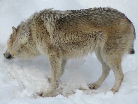 シンリンオオカミ 森林狼 日本狼は絶滅しましたが かぎけんweb