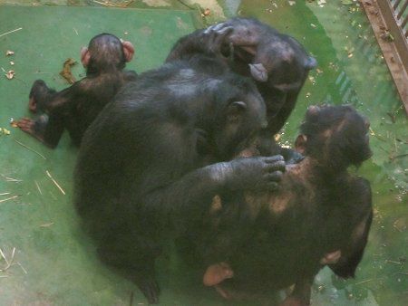 ヤマネとチンパンジー Mama MARCO and Papa TSUTOMU at the Japan Monkey Center