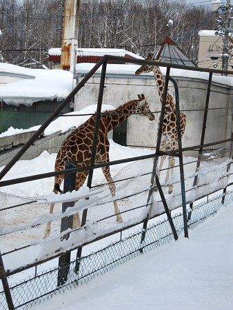 アミメキリン 網目麒麟 かぎけんweb アミメキリン 網目麒麟 かぎけんweb