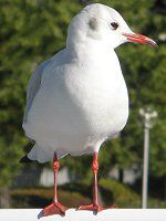 ユリカモメ ミツユビカモメと仲間たち-ユリカモメ