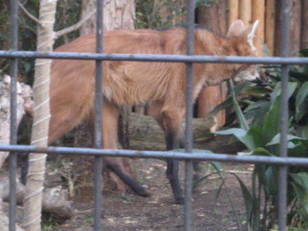 上野動物園の動物 10年1月2日 かぎけんweb