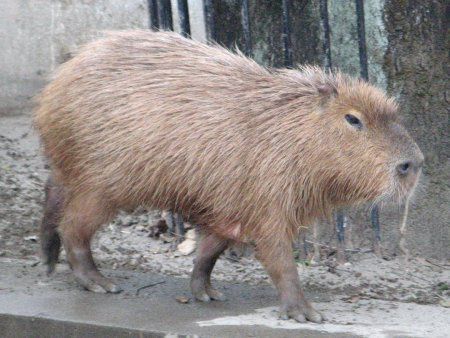 上野動物園の動物 10年1月2日 かぎけんweb 上野動物園の動物 10年1月2日 かぎけんweb