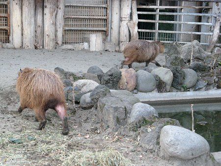 カピバラ（Capybara）【かぎけんWEB】