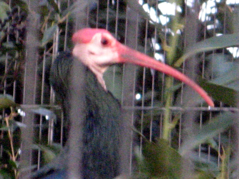 上野動物園の鳥（2010年1月2日）【かぎけんWEB】