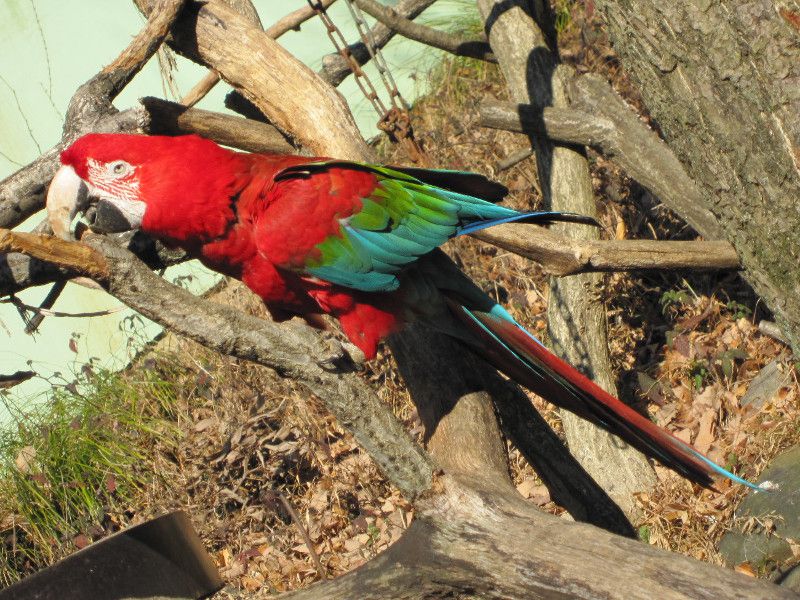 アカミミコンゴウインコ