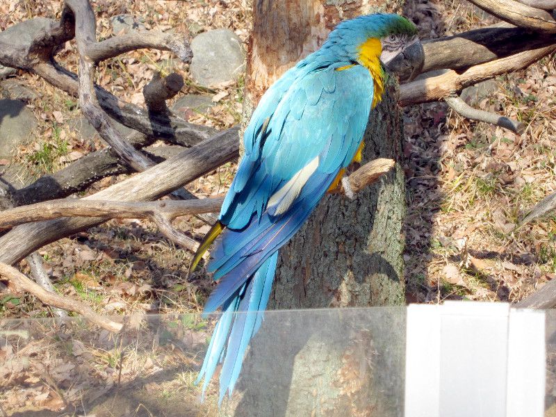 ルリコンゴウインコ（瑠璃金剛鸚鵡）【かぎけんWEB】