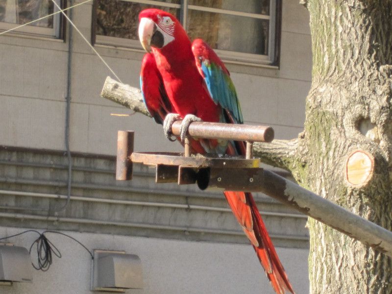 アカコンゴウインコ 赤金剛インコ かぎけんweb B