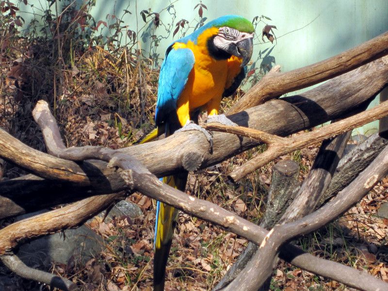 ルリコンゴウインコ（瑠璃金剛鸚鵡）【かぎけんWEB】