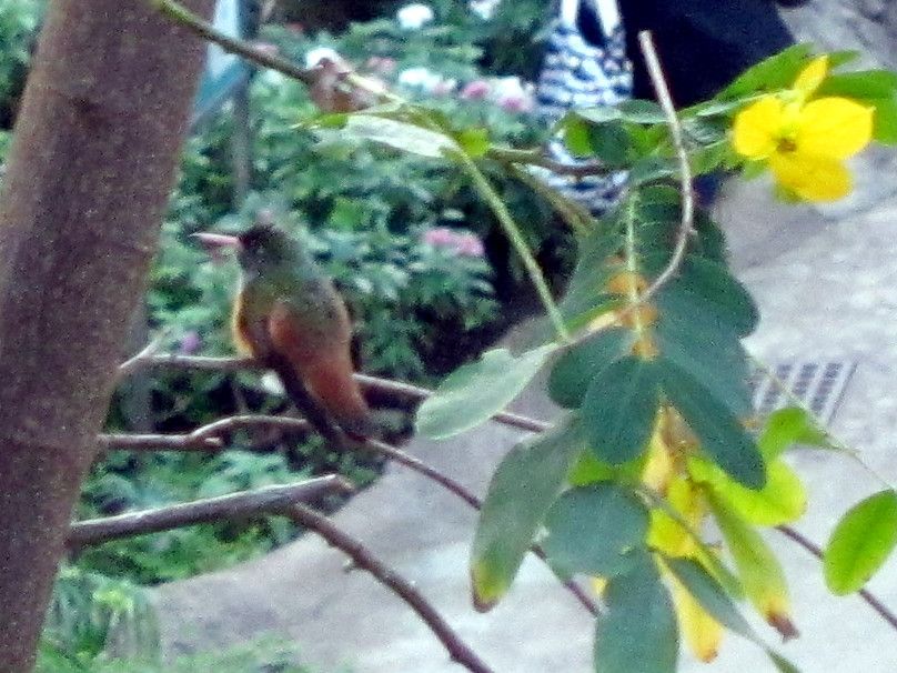 hummingbirds (Trochilidae) 