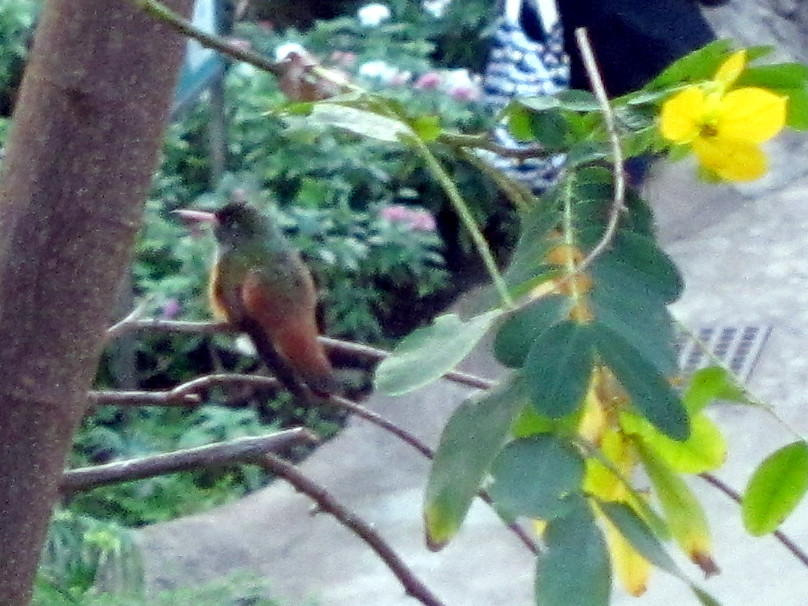 蜂鸟（Trochilidae）