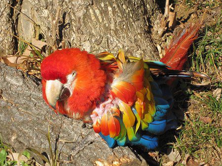 アカコンゴウインコ 赤金剛インコ かぎけんweb B