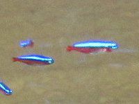 Web図鑑 淡水性熱帯魚 かぎけんweb Web図鑑 淡水性熱帯魚 かぎけんweb
