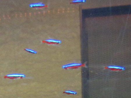 J[WiegiCardinal tetraj