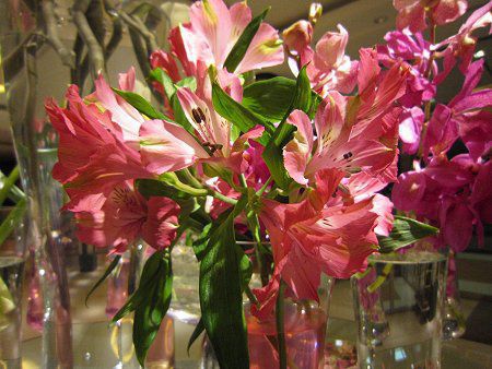 アルストロメリア（Alstroemeria）【かぎけんWEB】