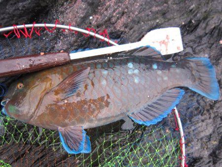 釣って残念 アオブダイ 青武鯛 かぎけんweb