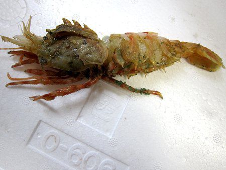 無脊椎動物図鑑 かぎけんweb 無脊椎動物図鑑 かぎけんweb