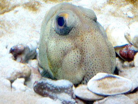 t@CX|behEW[tBbViFinespotted Jawfishj