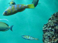 �q�u�_�C��(�ꕑ��)