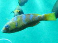 �q�u�_�C��(�ꕑ��)