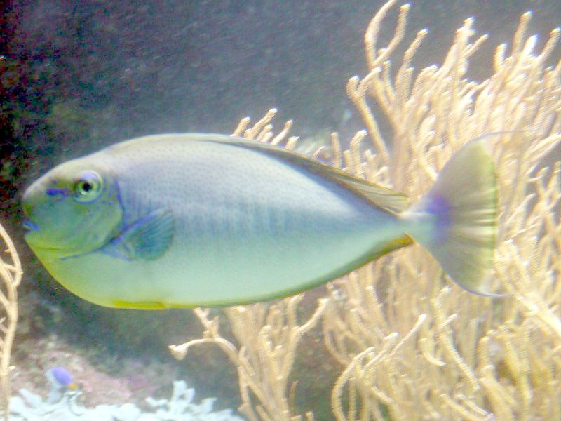 すべての花の画像 ベスト熱帯魚 シマシマ