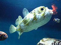 サザン グローブフィッシュ Southern Grove Fish かぎけんweb サザン グローブフィッシュ Southern Grove Fish かぎけんweb