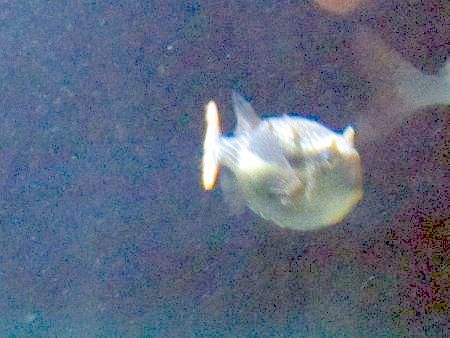 Il[gJEtBV(Ornate cowfish)