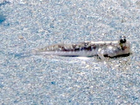 トビハゼ 跳鯊 かぎけんweb