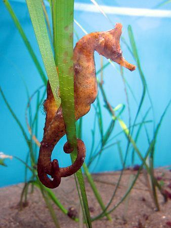 タツノオトシゴ 竜の落とし子 かぎけんweb