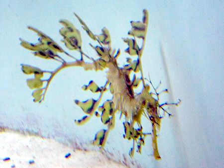 [tBV[hS(Leafy sea dragon)