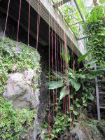 LbXXEVLICfX(Cissus sicyoides)