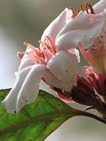 Xgt@cXEOcX(Strophanthus gratus)