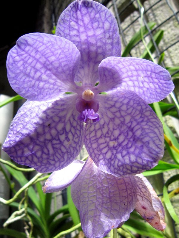 バンダ Vanda 着生蘭 かぎけんweb バンダ Vanda 着生蘭 かぎけんweb
