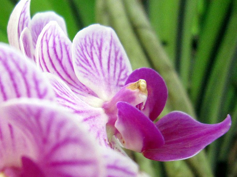 t@mvVX v`~jBiPhalaenopsis petit mini)