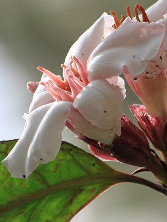 Xgt@cXEOcX(Strophanthus gratus)