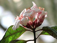 Xgt@cXEOcX15(Strophanthus gratus)