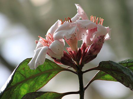 Xgt@cXEOcX(Strophanthus gratus)