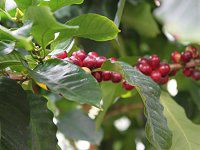 ArAR[q[(Arabian coffee)